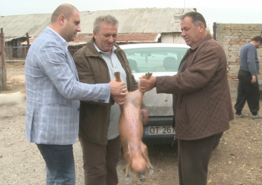 Olt Tv Porci Bazna și Mangalița Intr O Fermă Din Scornicești
